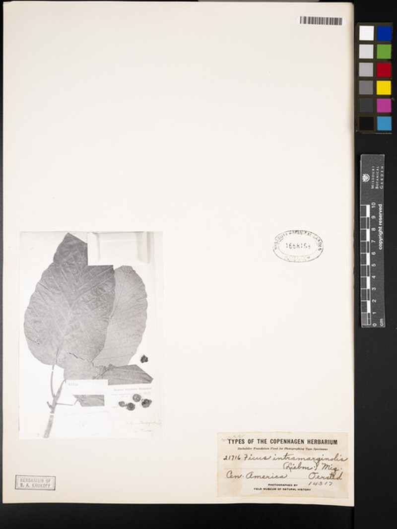Ficus intramarginalis