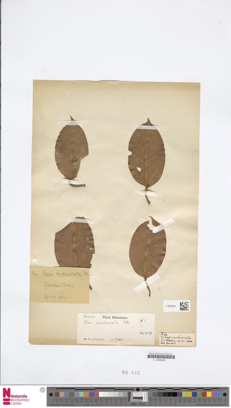 Ficus involucrata