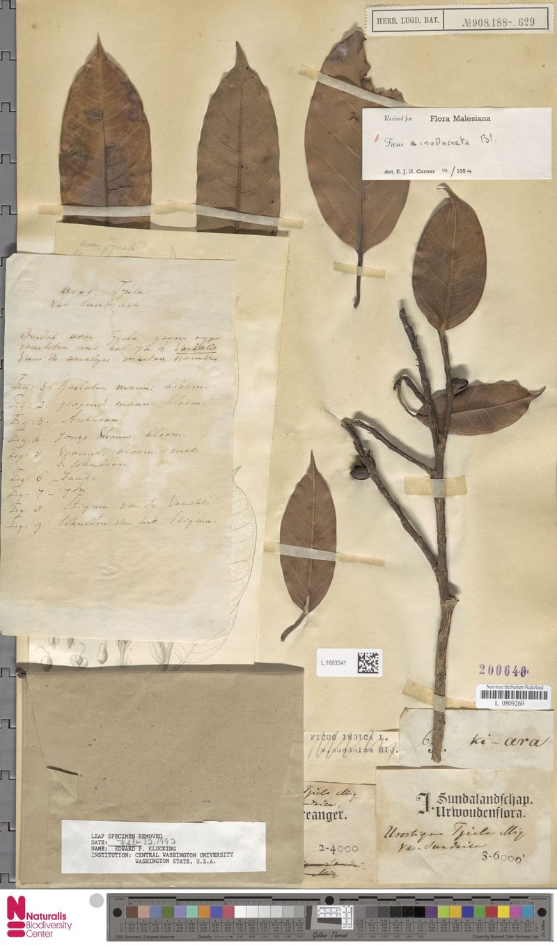 Ficus involucrata photo 2