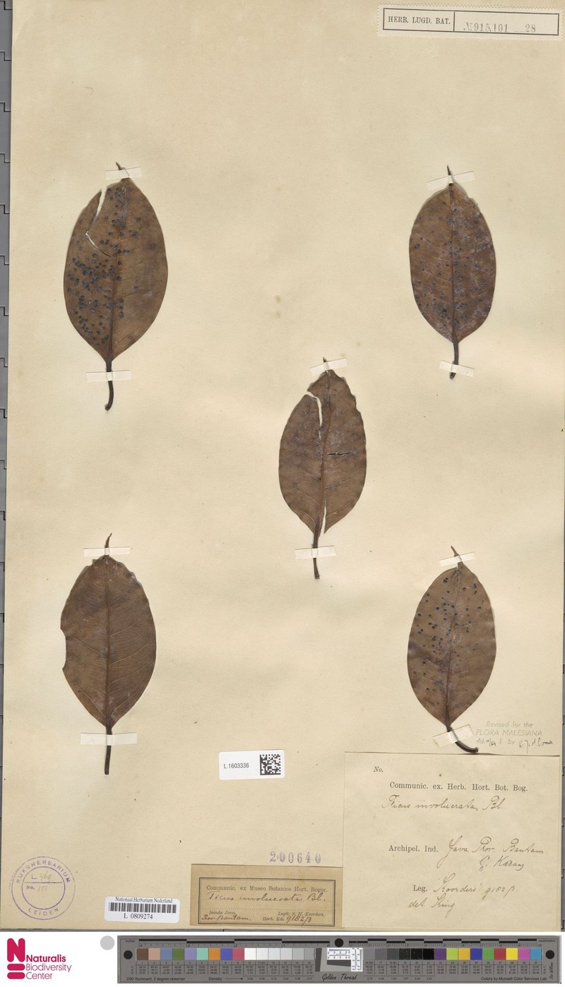 Ficus involucrata photo 3