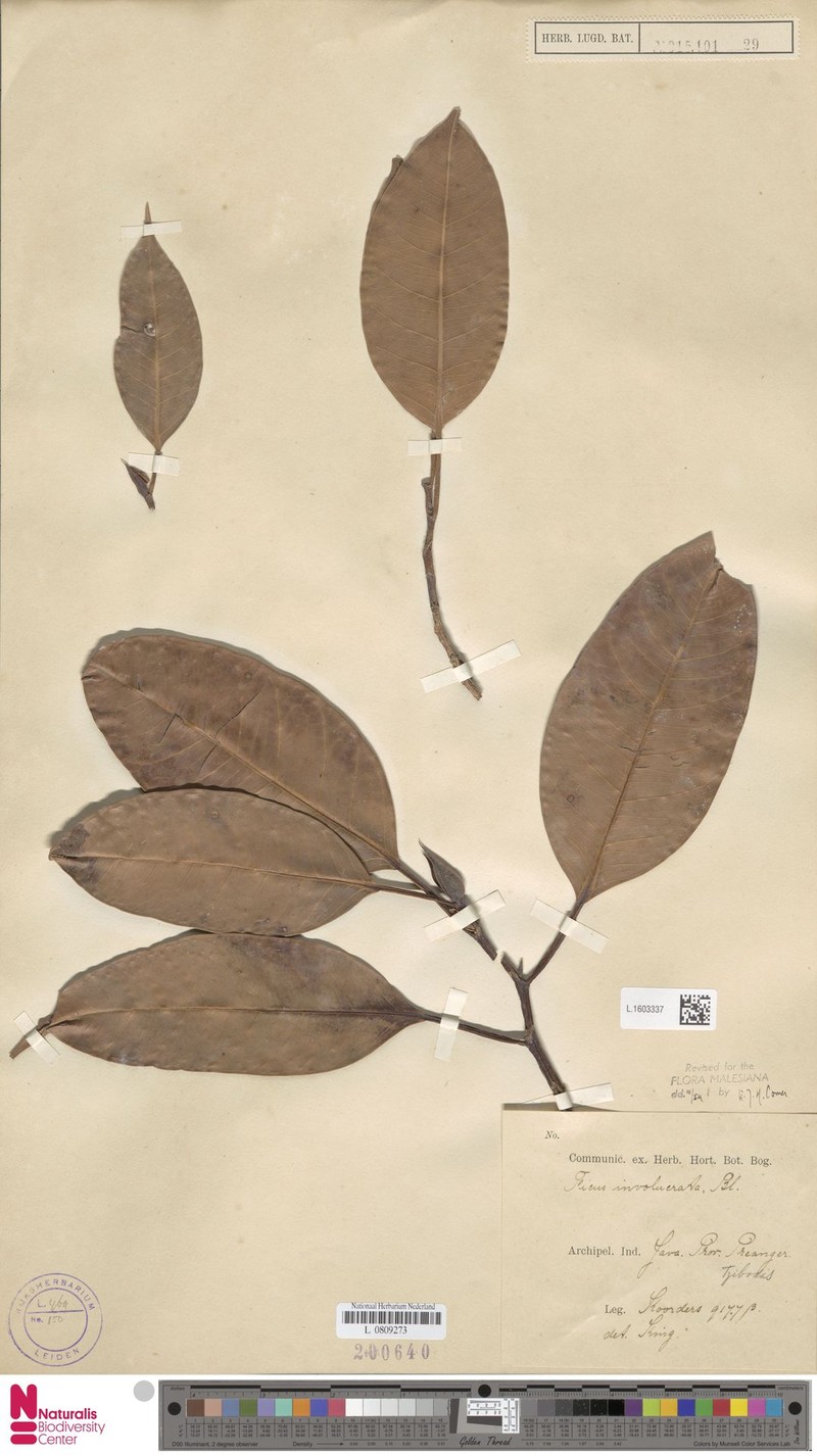 Ficus involucrata photo 4
