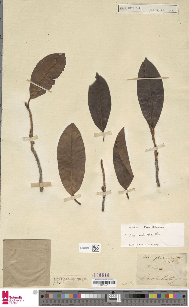 Ficus involucrata photo 5