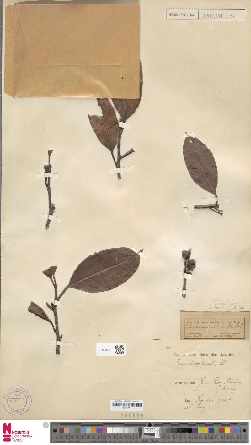 Ficus involucrata photo 6