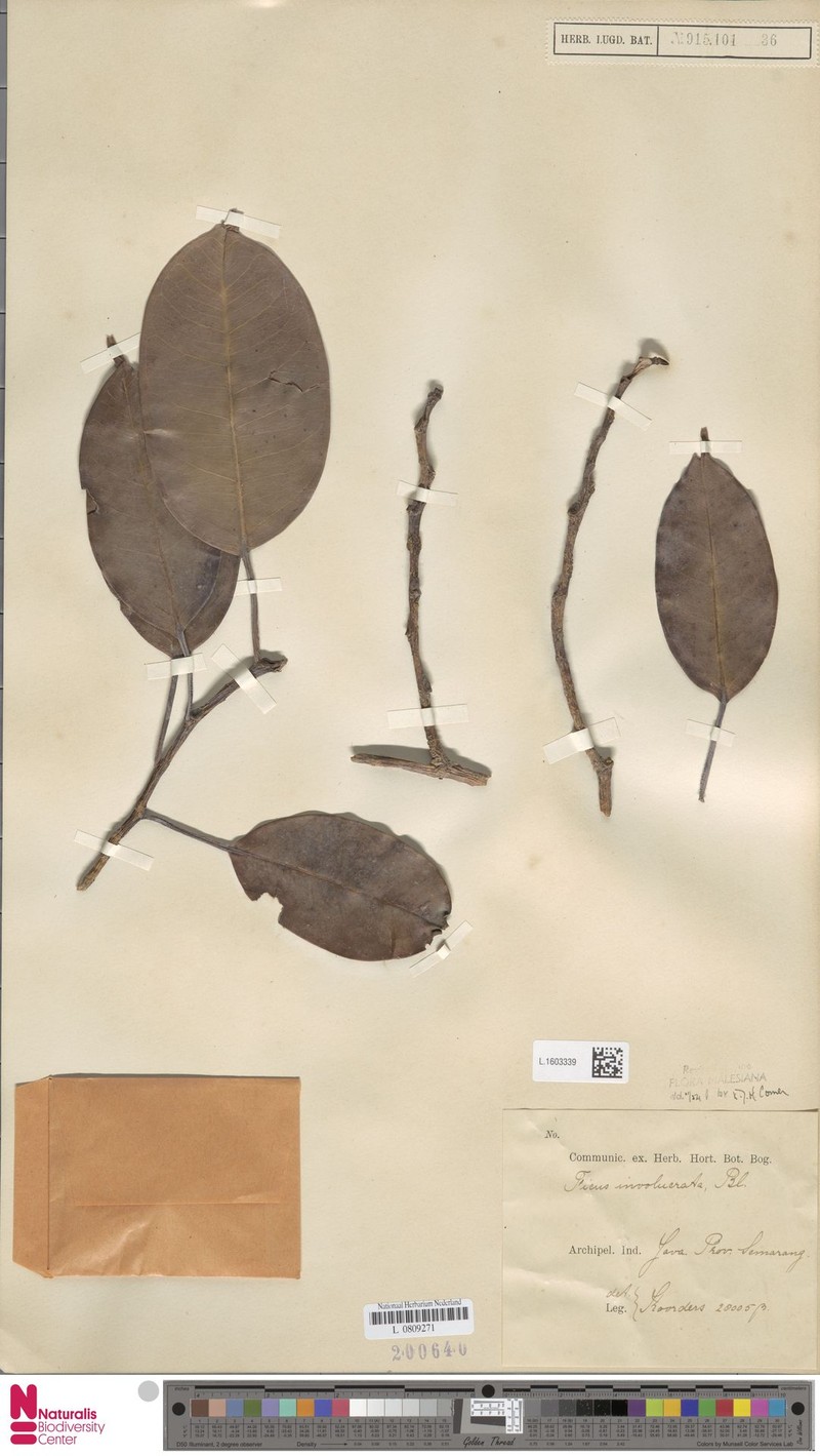 Ficus involucrata photo 7