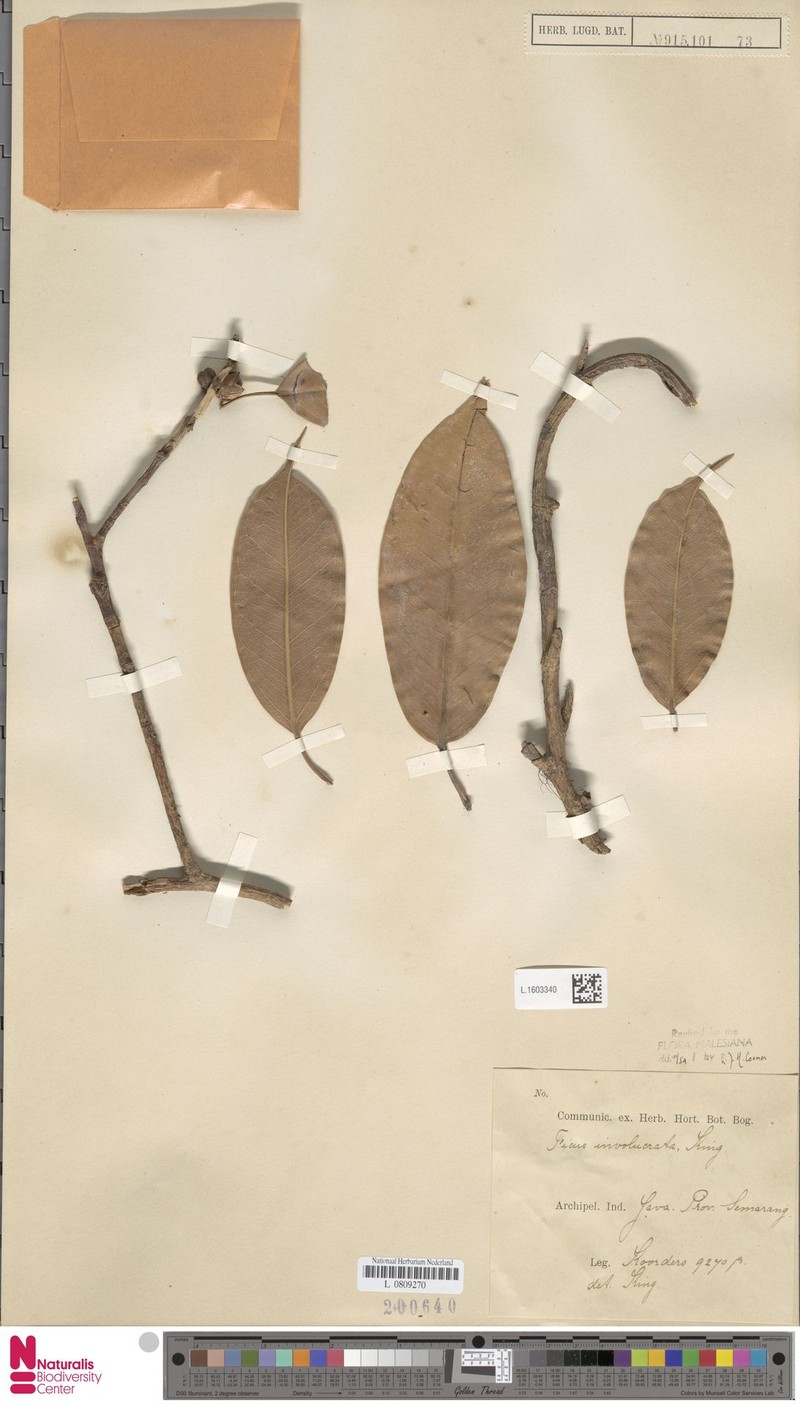 Ficus involucrata photo 8