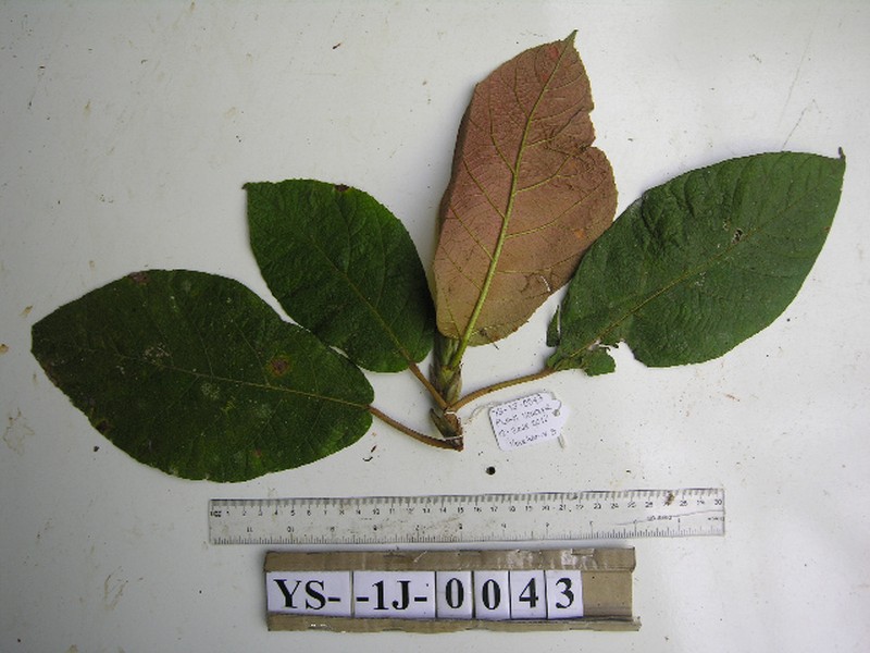 Ficus iodotricha