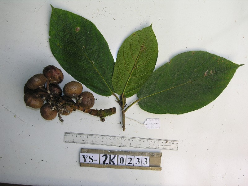 Ficus iodotricha photo 2