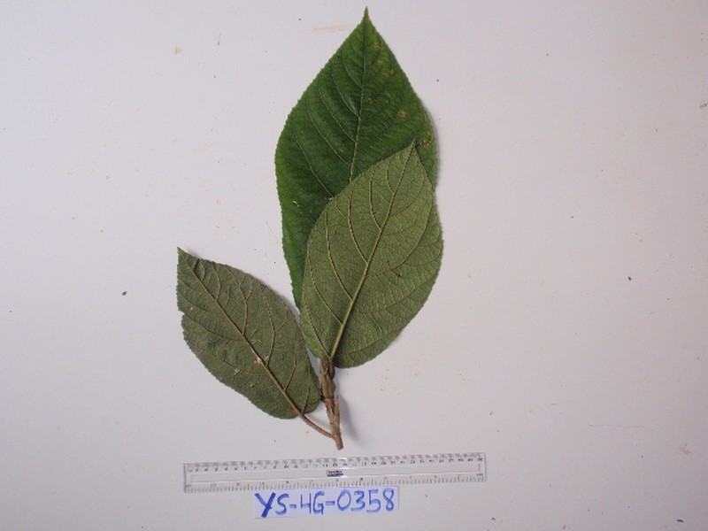 Ficus iodotricha photo 4
