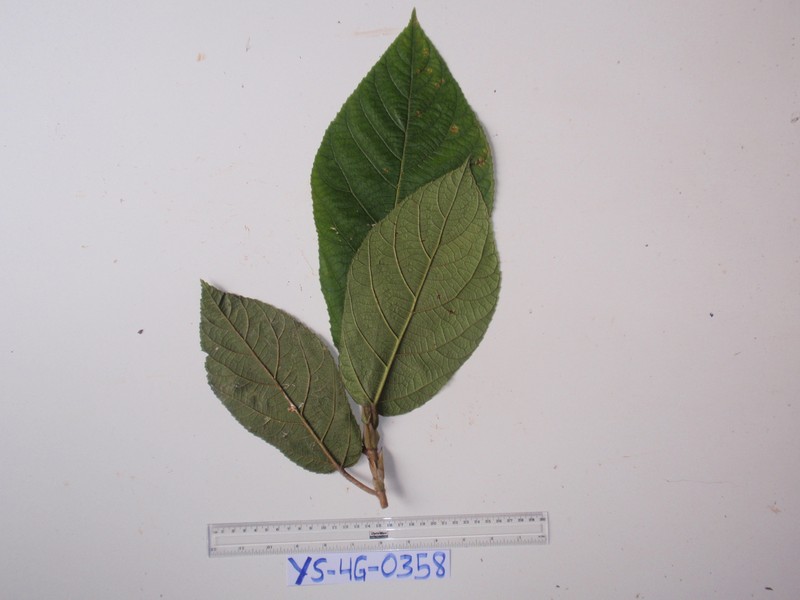 Ficus iodotricha photo 5