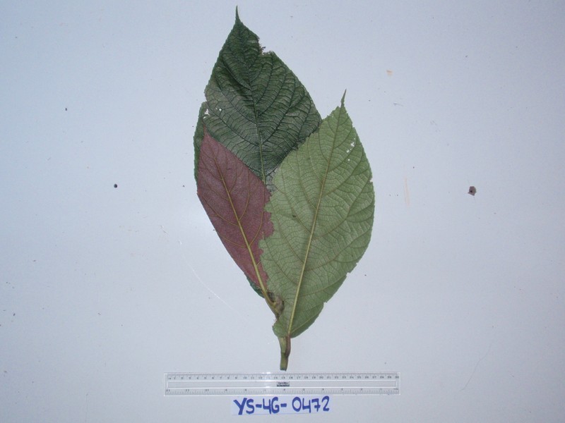 Ficus iodotricha photo 6