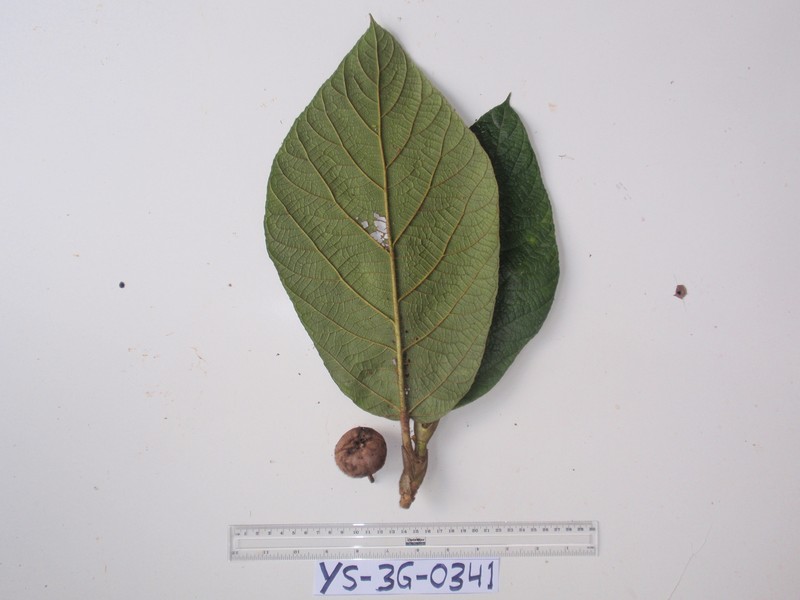 Ficus iodotricha photo 7