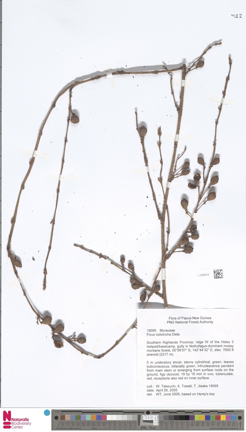 Ficus iodotricha photo 8
