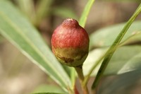 Ficus ischnopoda