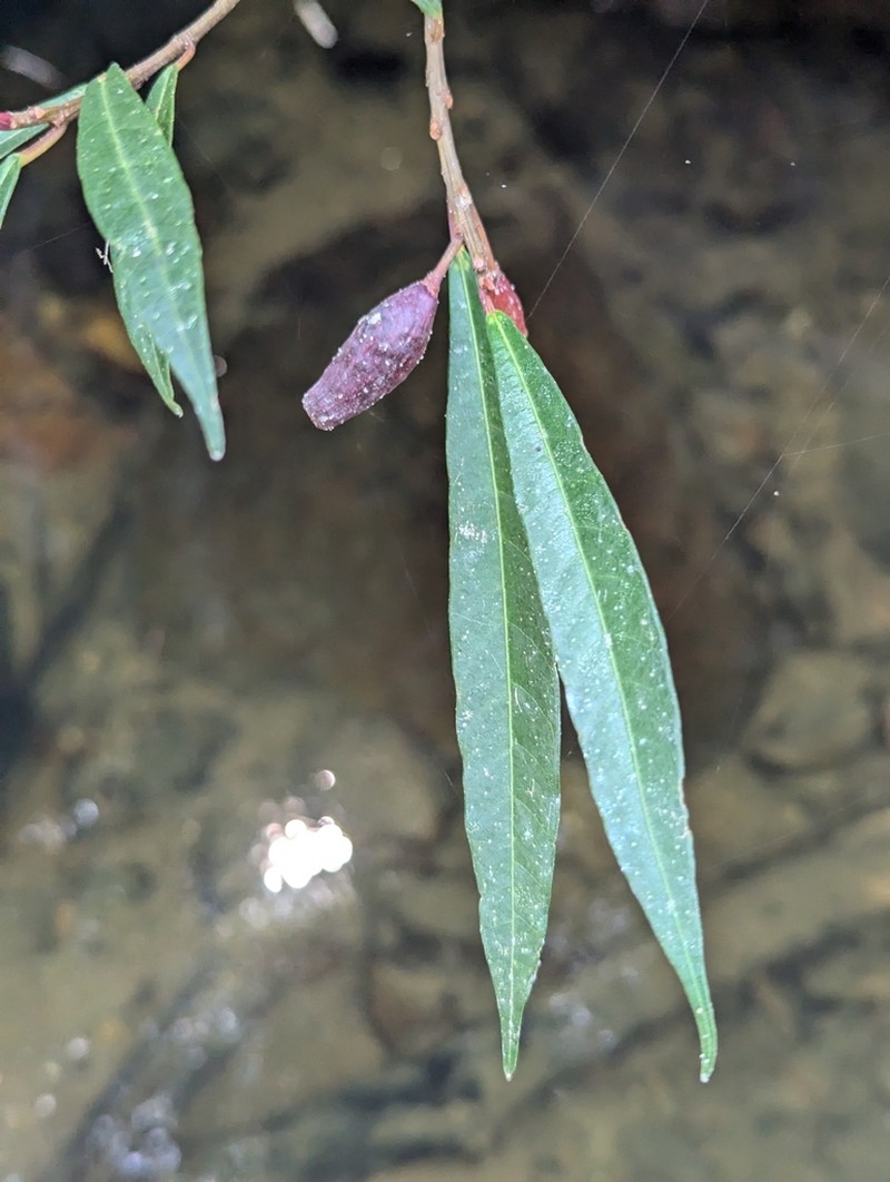 Ficus ischnopoda photo 2