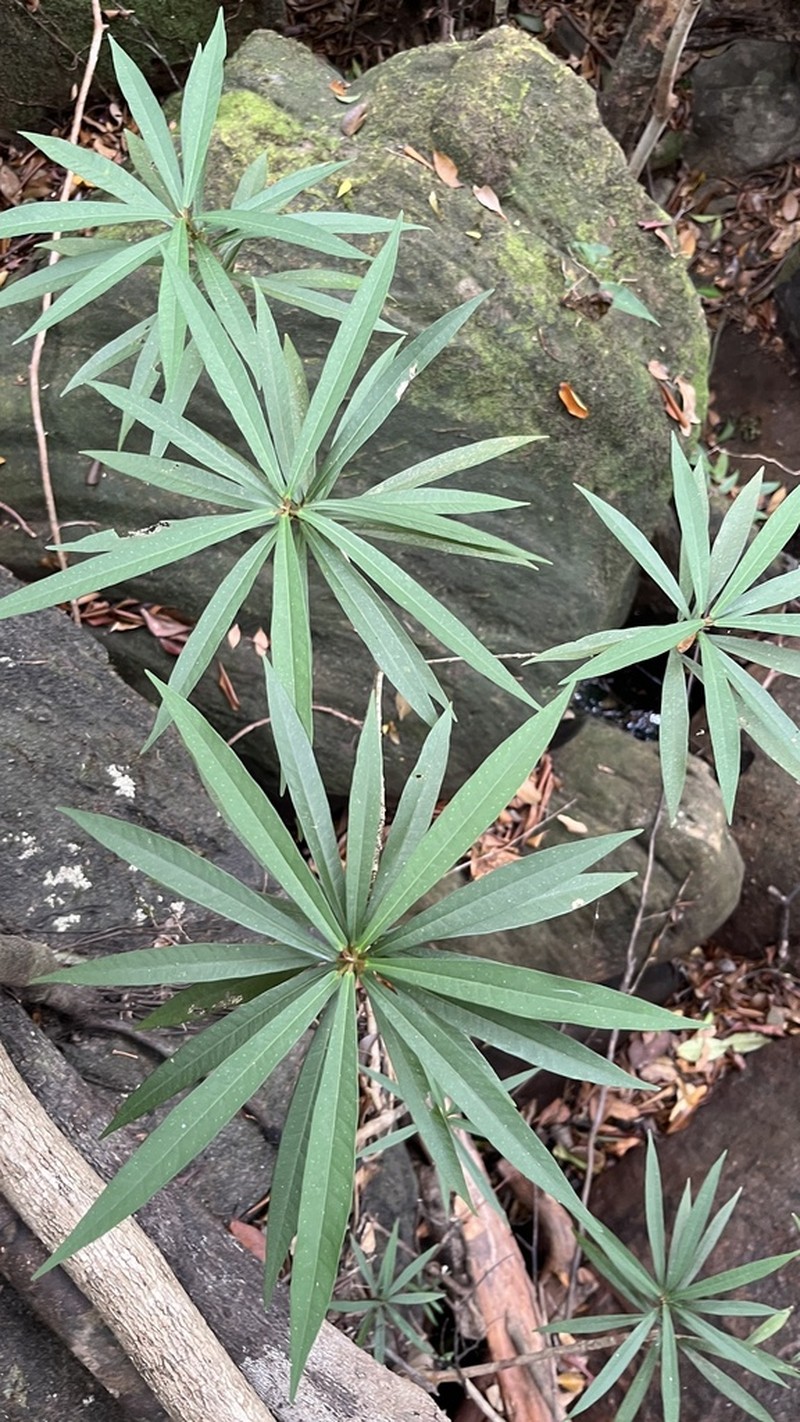 Ficus ischnopoda photo 3