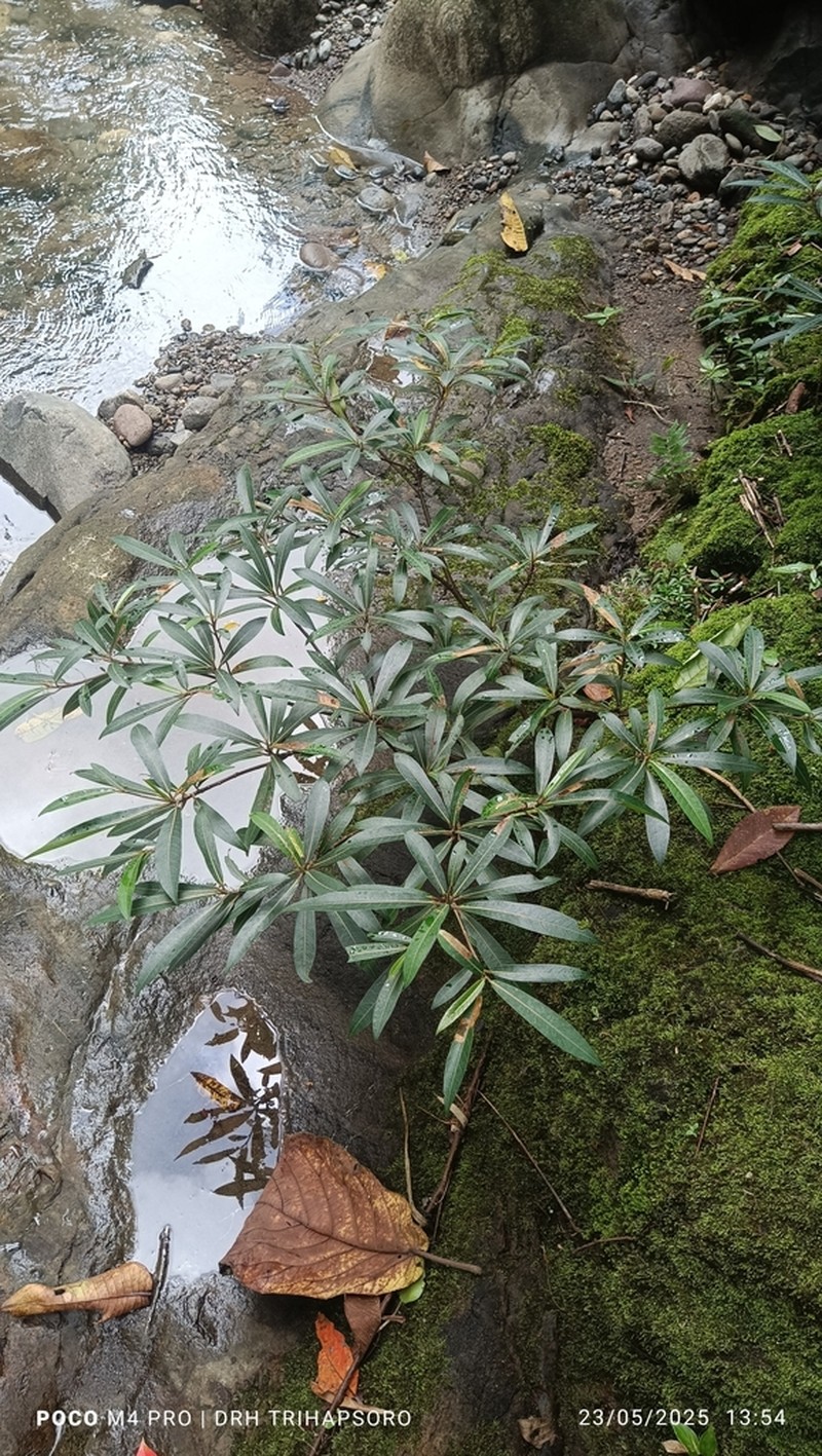 Ficus ischnopoda photo 4