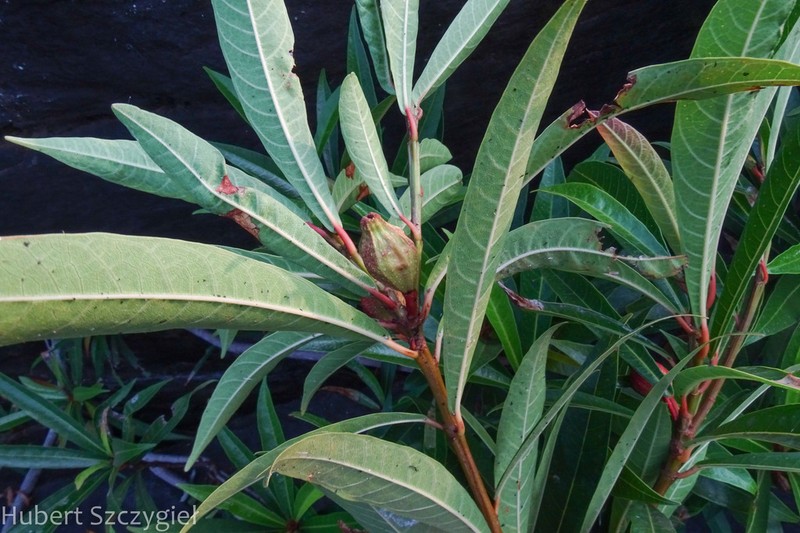 Ficus ischnopoda photo 5