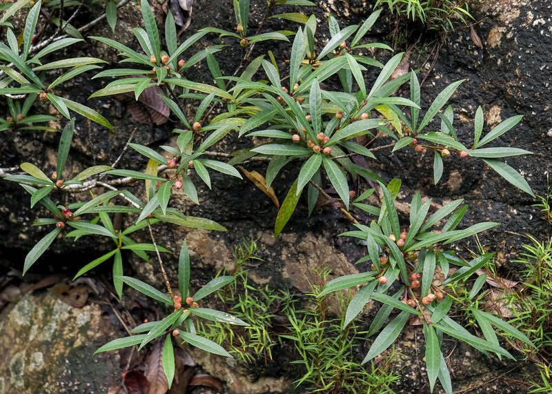 Ficus ischnopoda photo 6