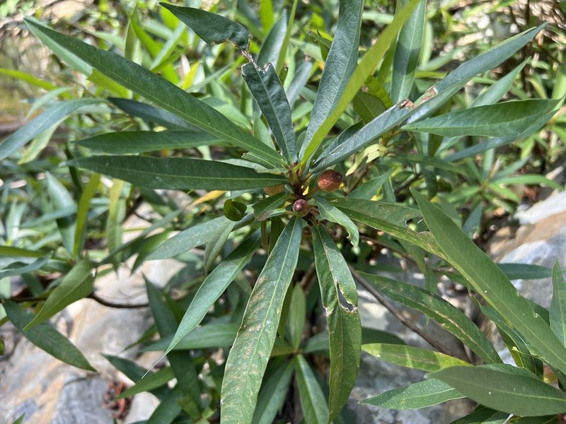 Ficus ischnopoda photo 7