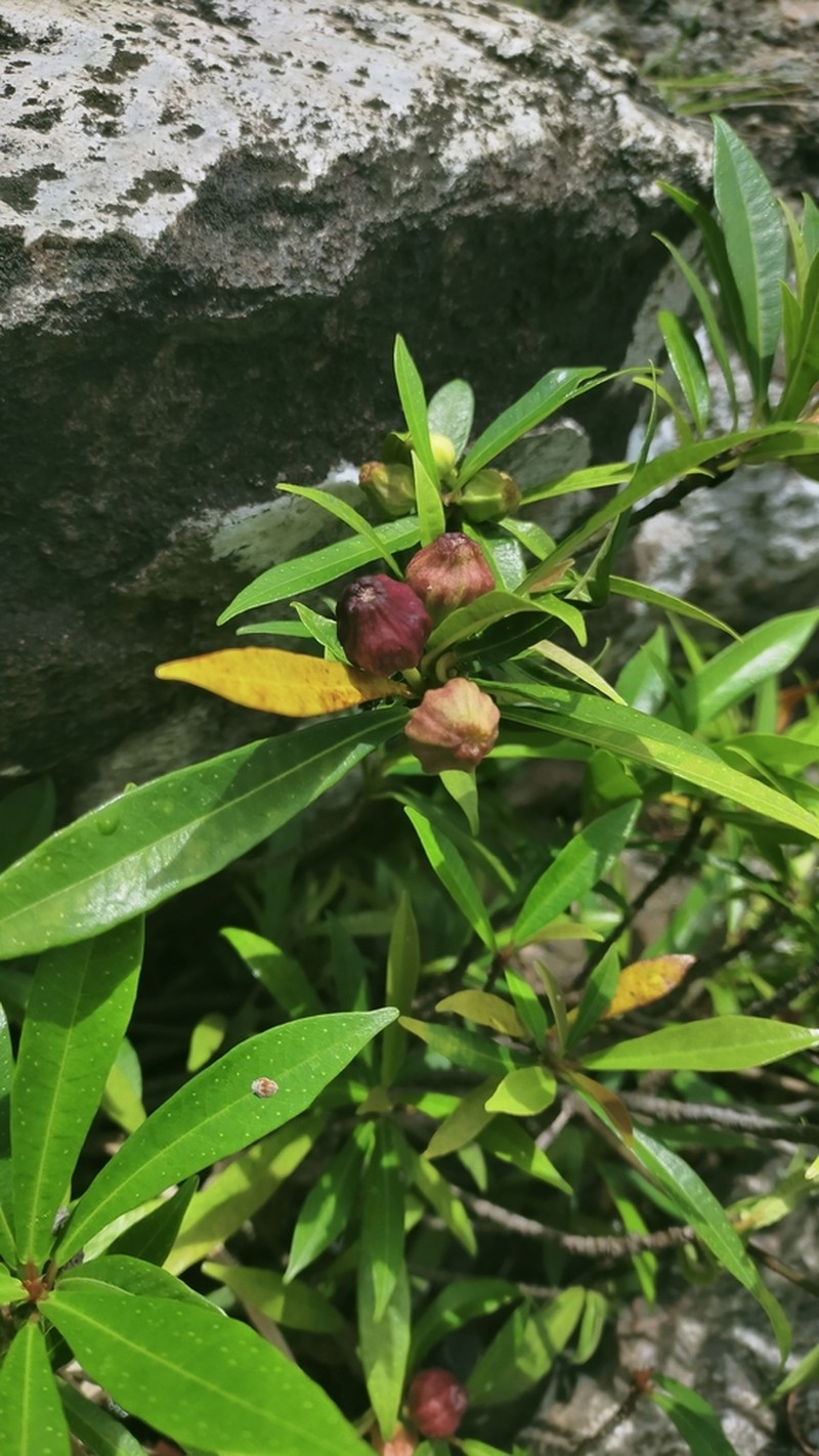 Ficus ischnopoda photo 8