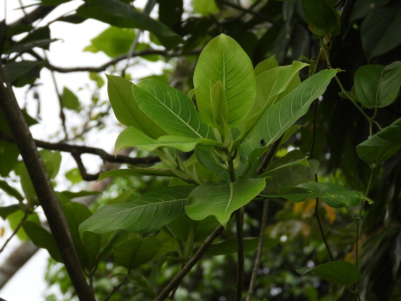 Ficus isophlebia