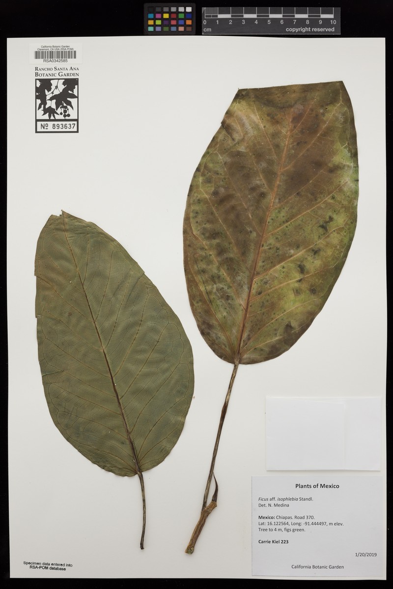Ficus isophlebia photo 2