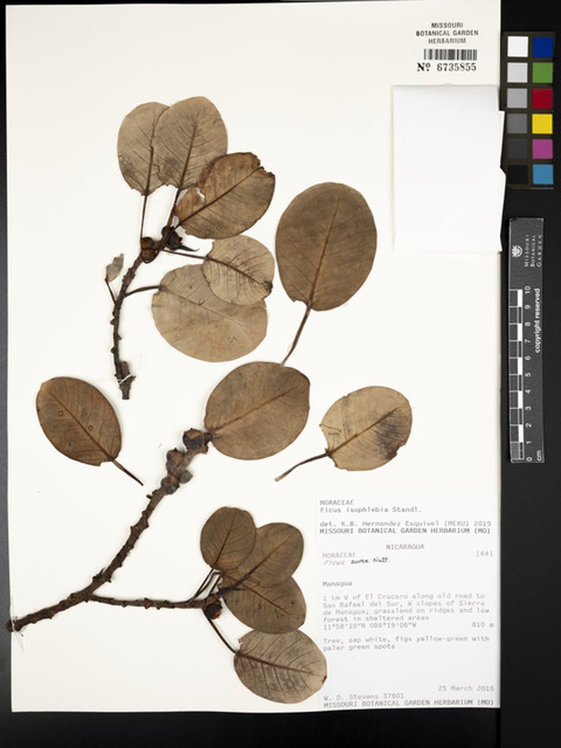 Ficus isophlebia photo 3