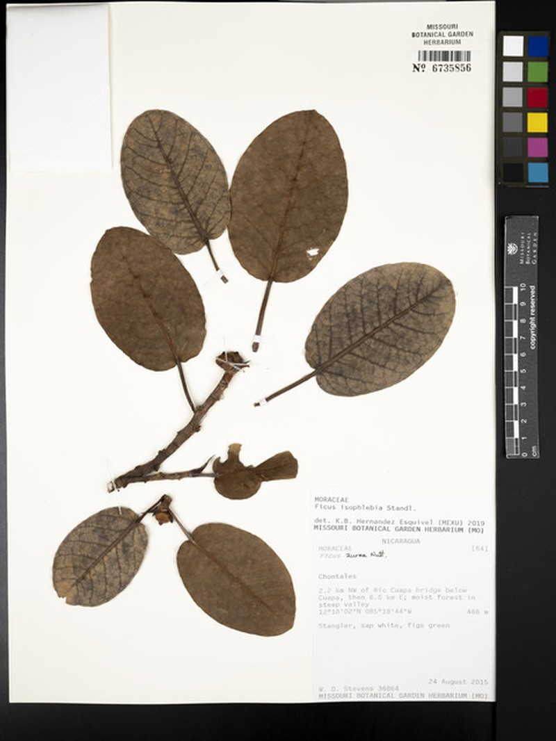 Ficus isophlebia photo 4