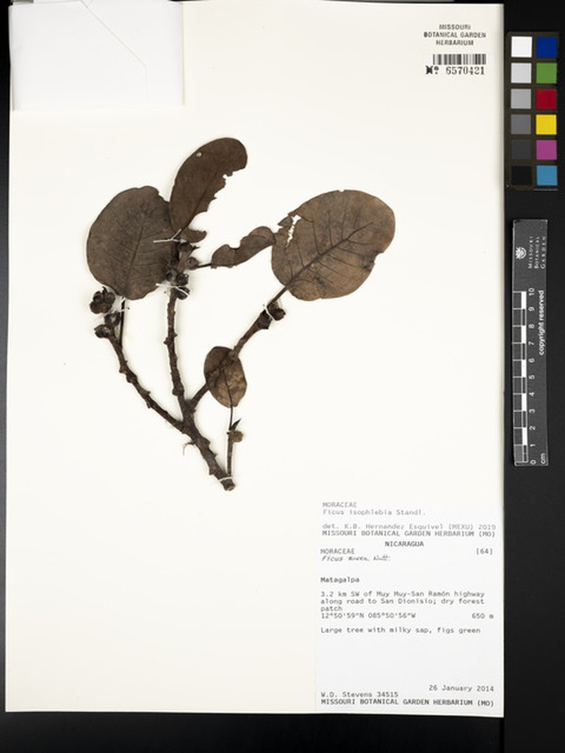 Ficus isophlebia photo 5