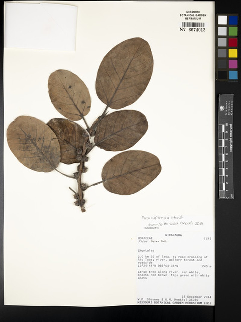 Ficus isophlebia photo 6