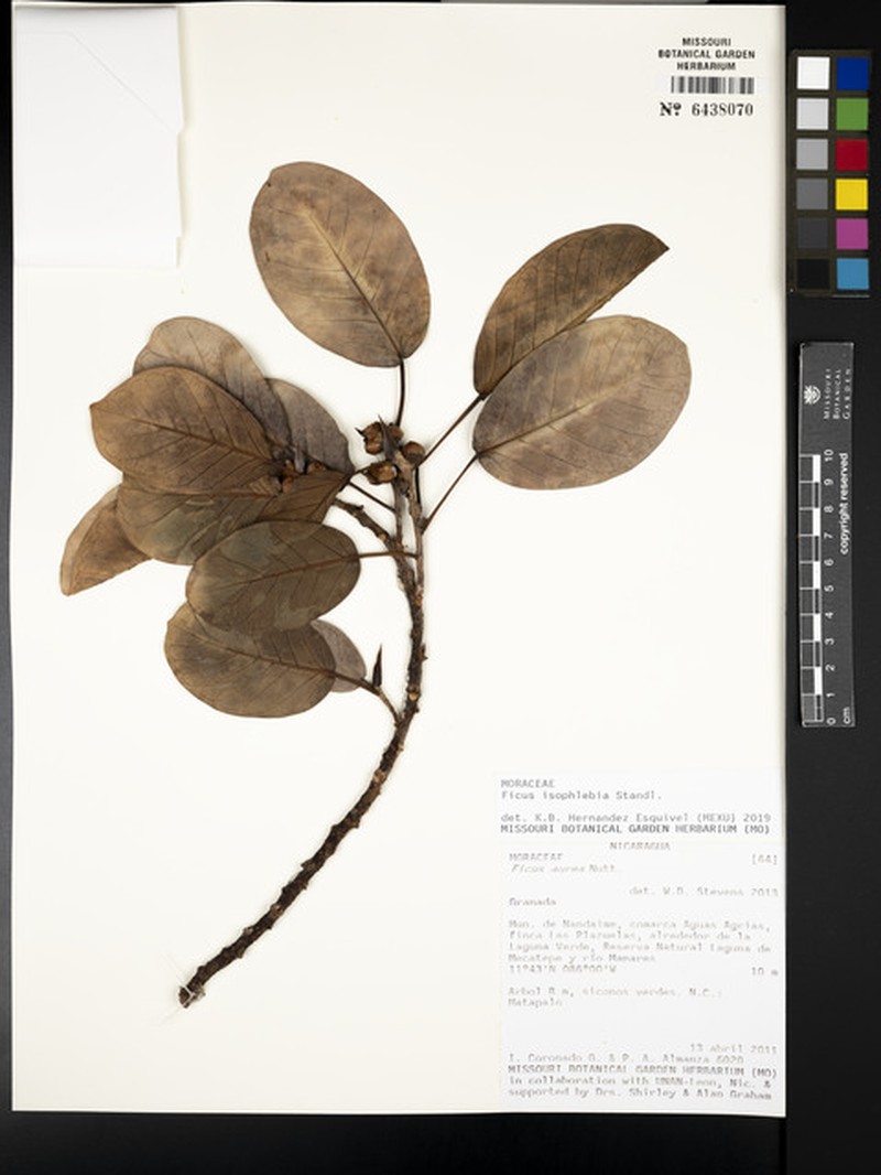 Ficus isophlebia photo 7