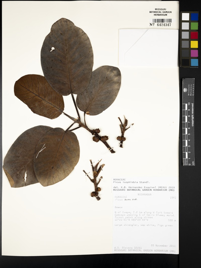 Ficus isophlebia photo 8