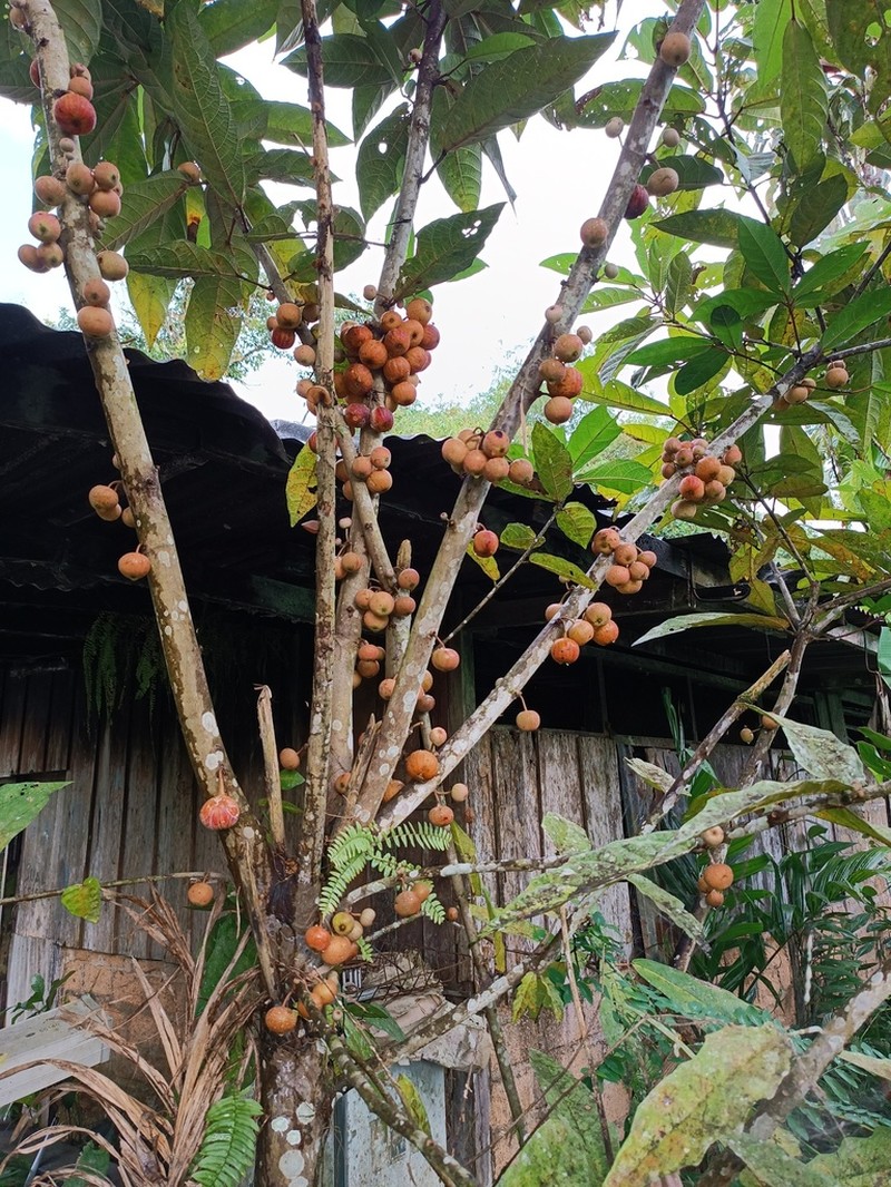Ficus itoana