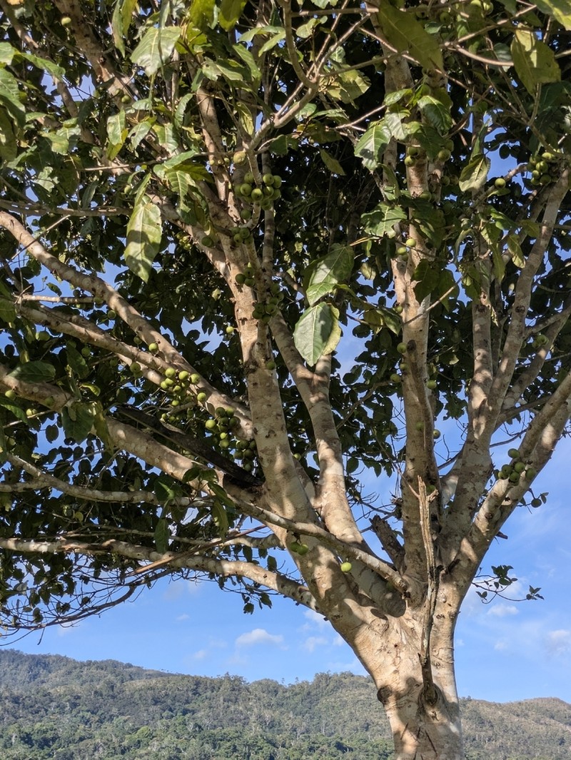 Ficus itoana photo 2