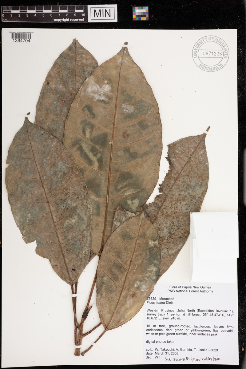 Ficus itoana photo 3