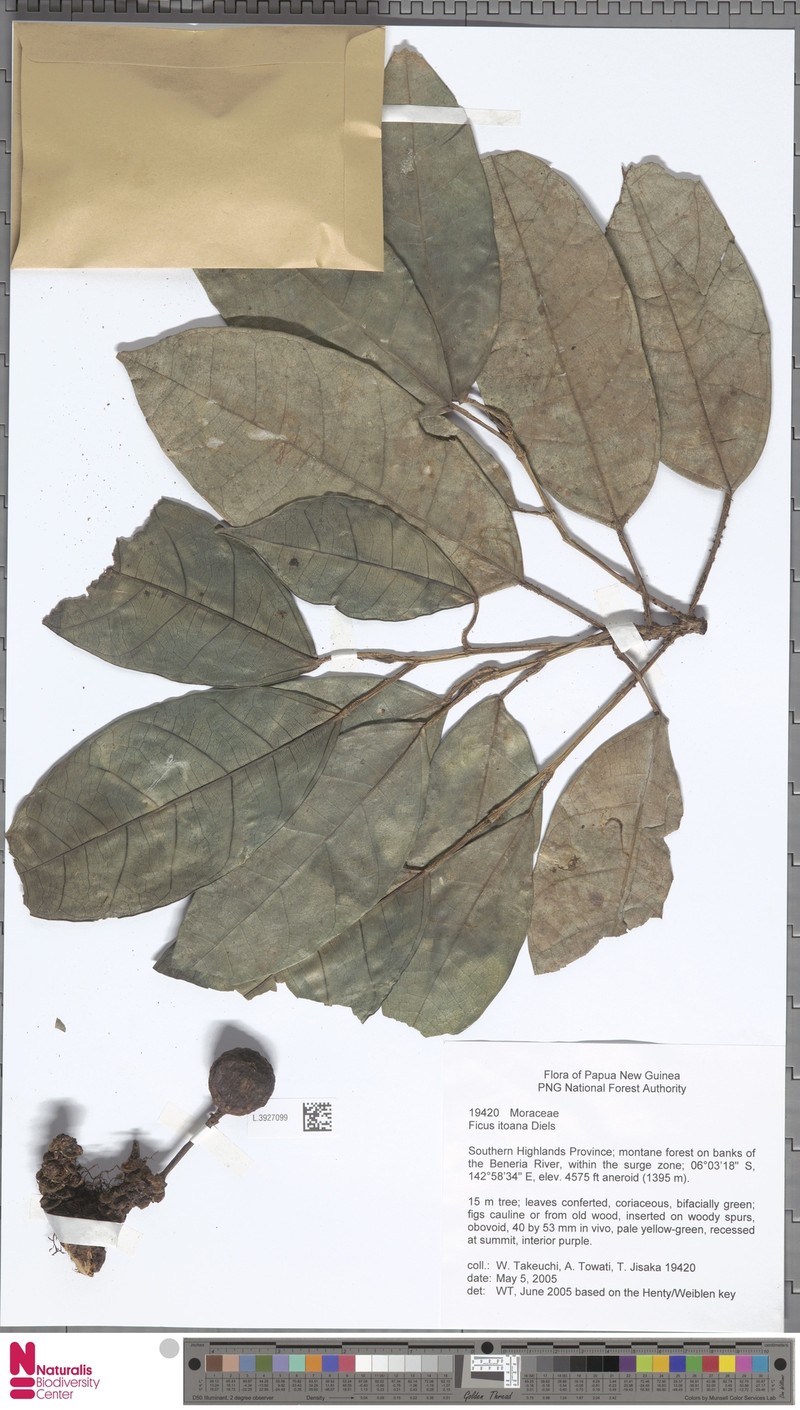 Ficus itoana photo 4