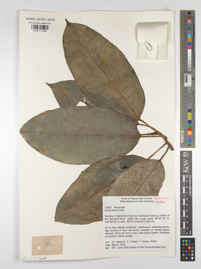 Ficus itoana photo 5