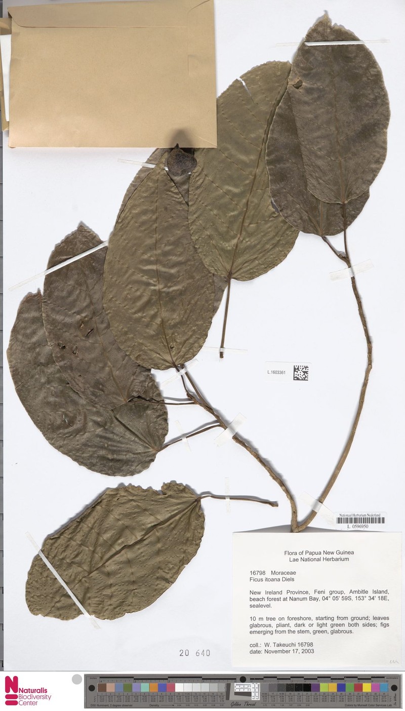 Ficus itoana photo 6