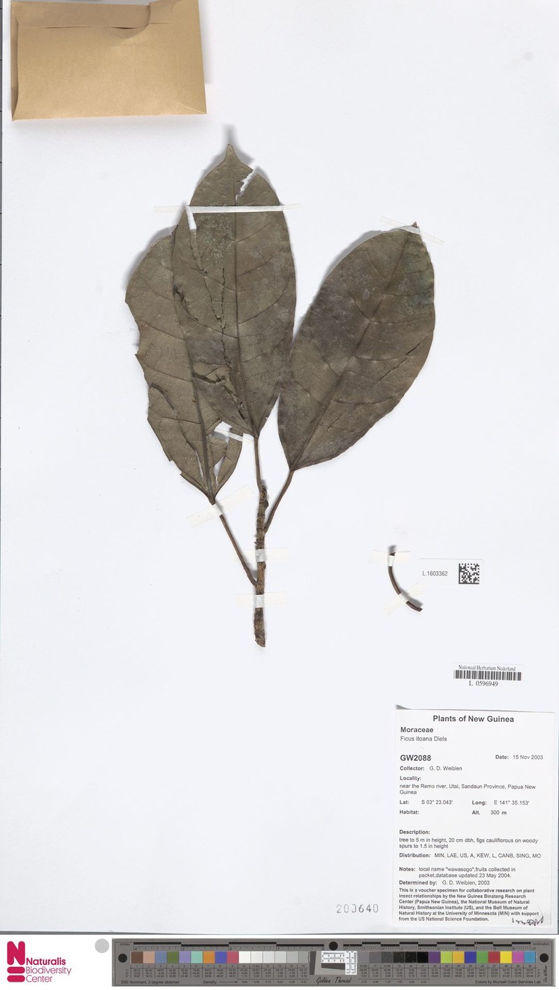 Ficus itoana photo 7
