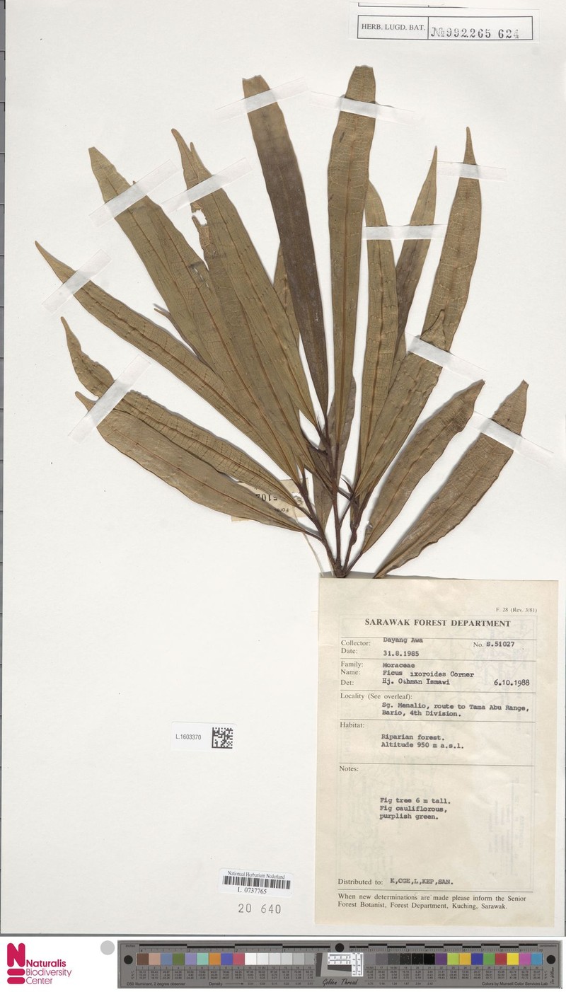 Ficus ixoroides