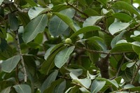 Ficus jacobii