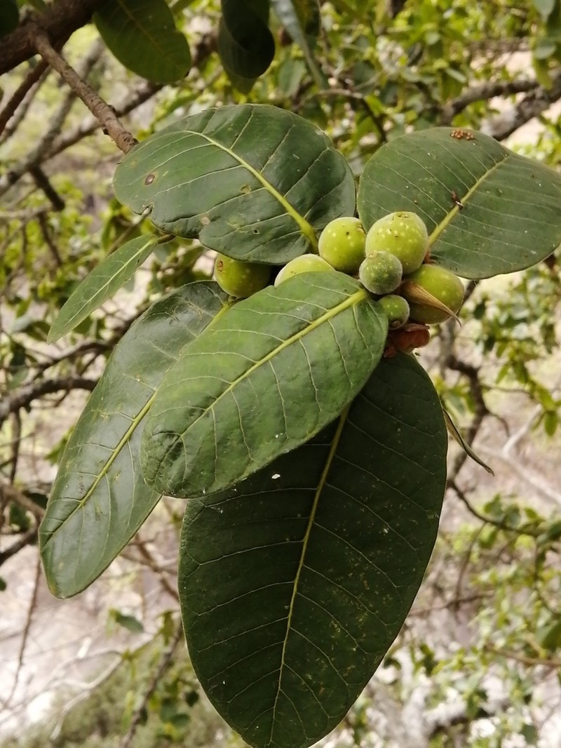 Ficus jacobii photo 2