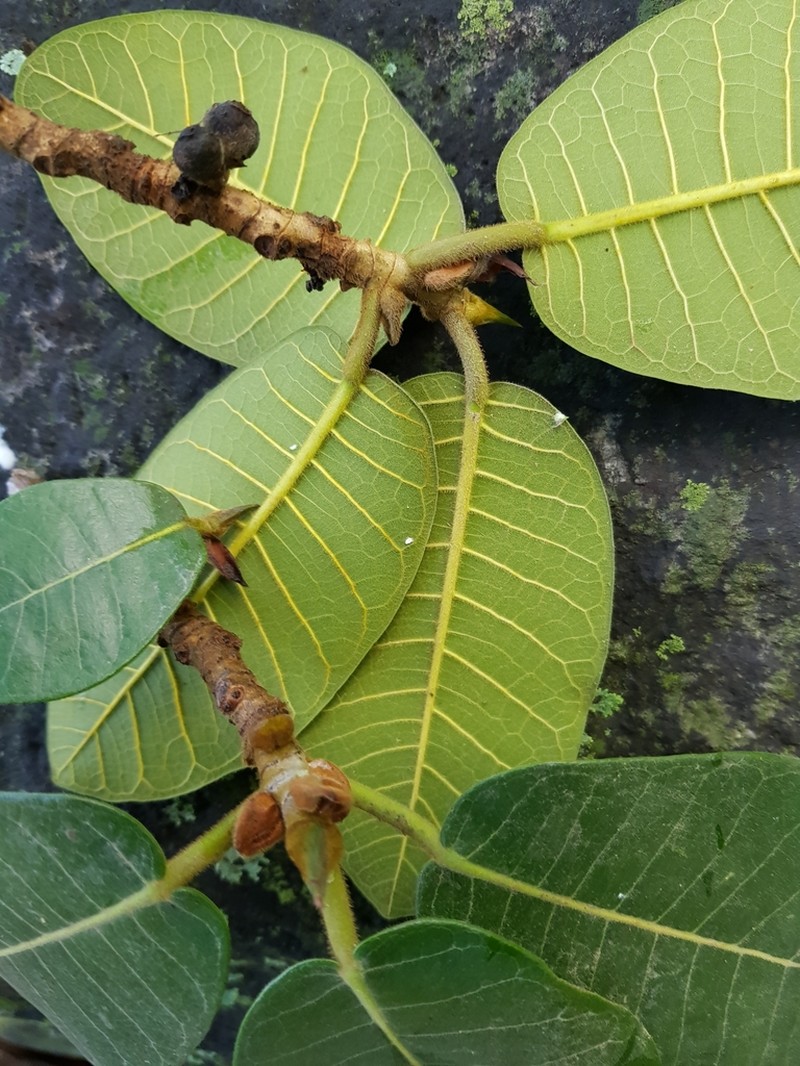 Ficus jacobii photo 3