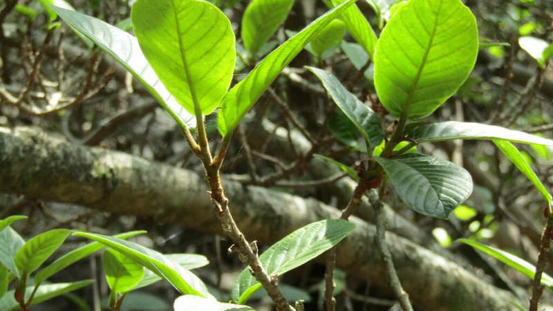 Ficus jacobii photo 4