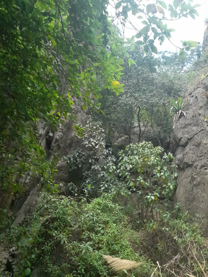 Ficus jacobii photo 5
