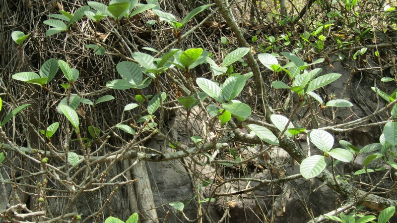 Ficus jacobii photo 6
