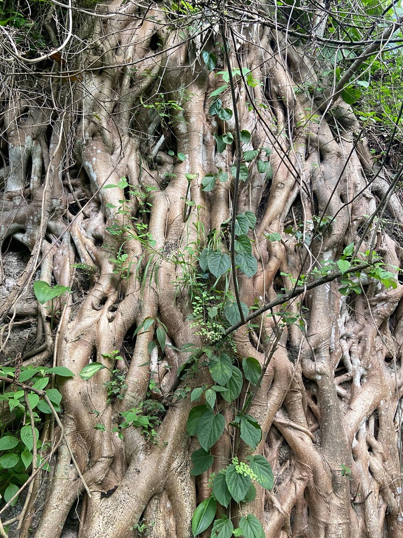 Ficus jacobii photo 7
