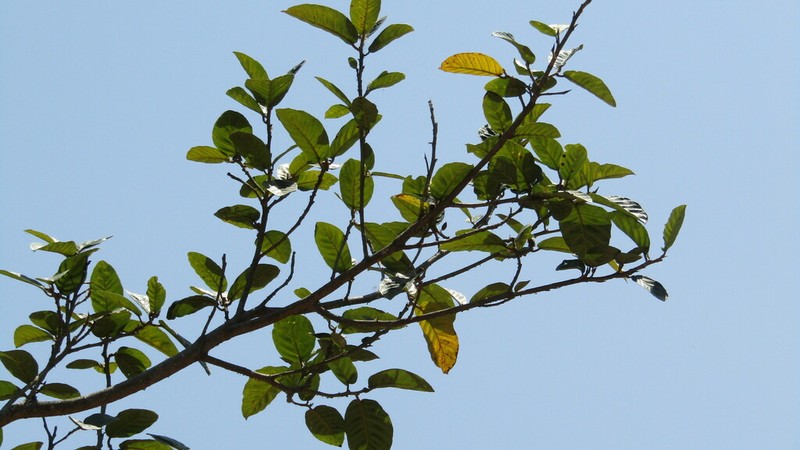 Ficus jacobii photo 8