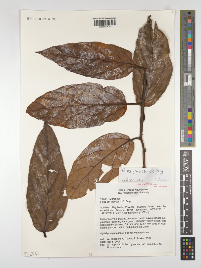 Ficus jacobsii