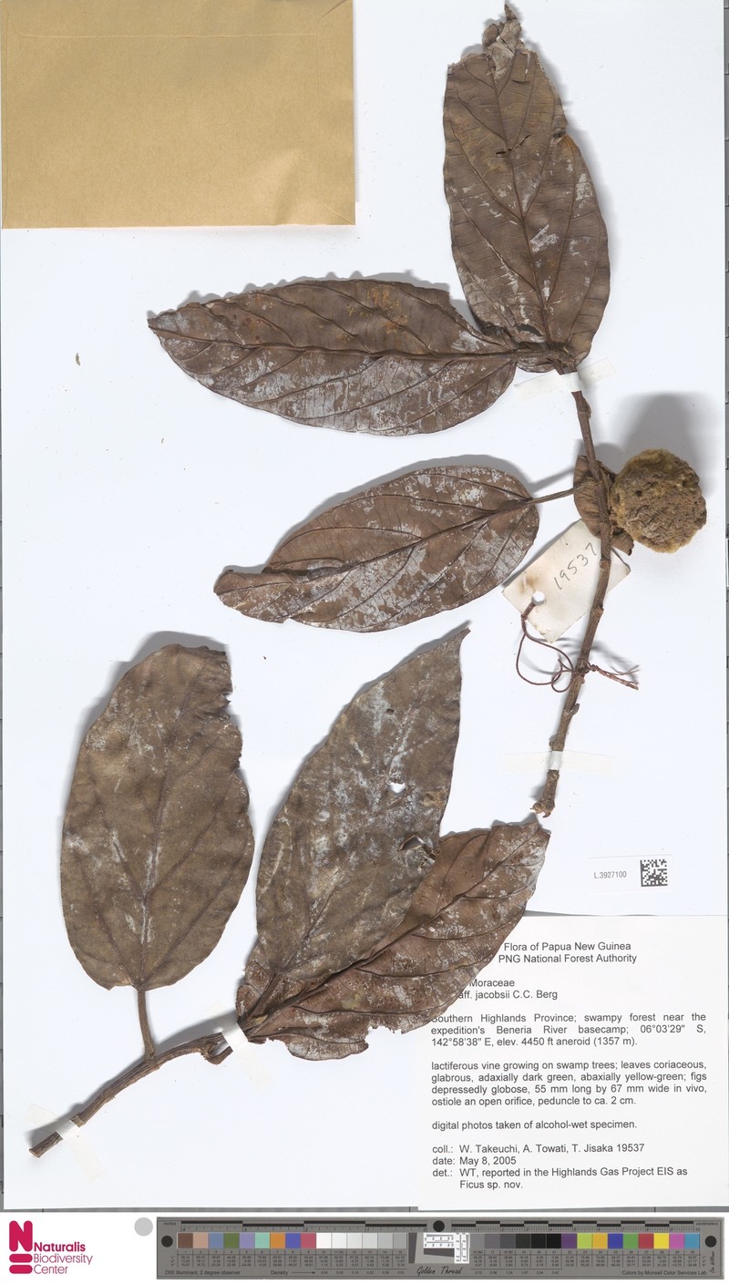 Ficus jacobsii photo 2